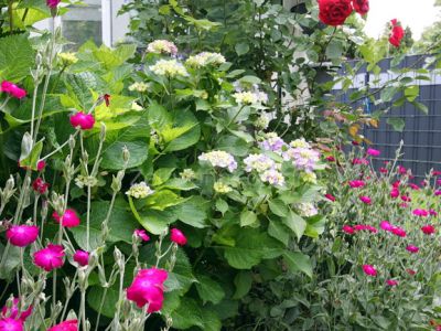 Große verglaste Terrasse, Kaminofen,  Garten, hochwertig u. schick möbl., ruhig und grün, gut angebunden.