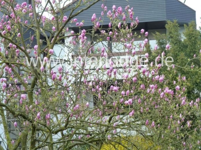 INTERLODGE Möbliertes Penthouse mit 24 Std. Pool, Sauna und Fitness am Yachthafen in Neuss-Gnadental