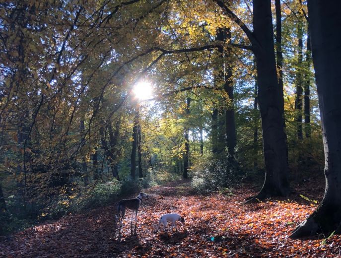 Elegantes Wohnen im Hofgut Angerland