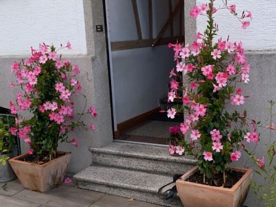 Zwei Zimmer Wohnung im Rhein-Gebiet zu vermieten