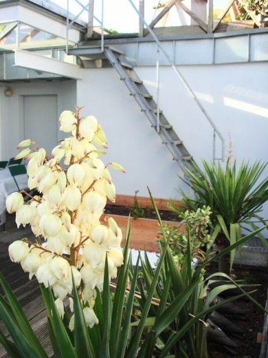 Pempelfort: 5-Zimmer-Maisonette-Altbauwohnung in prachtvollem Altbau