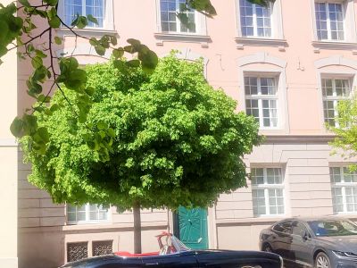 Carlstadt Rarit&auml;t! Stylische Altbau-Wohnung in top Lage
