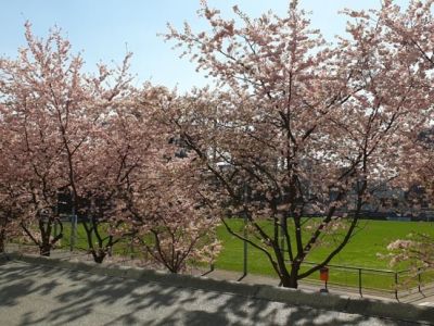 *****Gro&szlig;e Wohnung im sch&ouml;nen Stadtteil Pempelfort*****